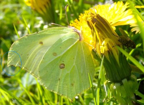 Coppia di Gonepteryx